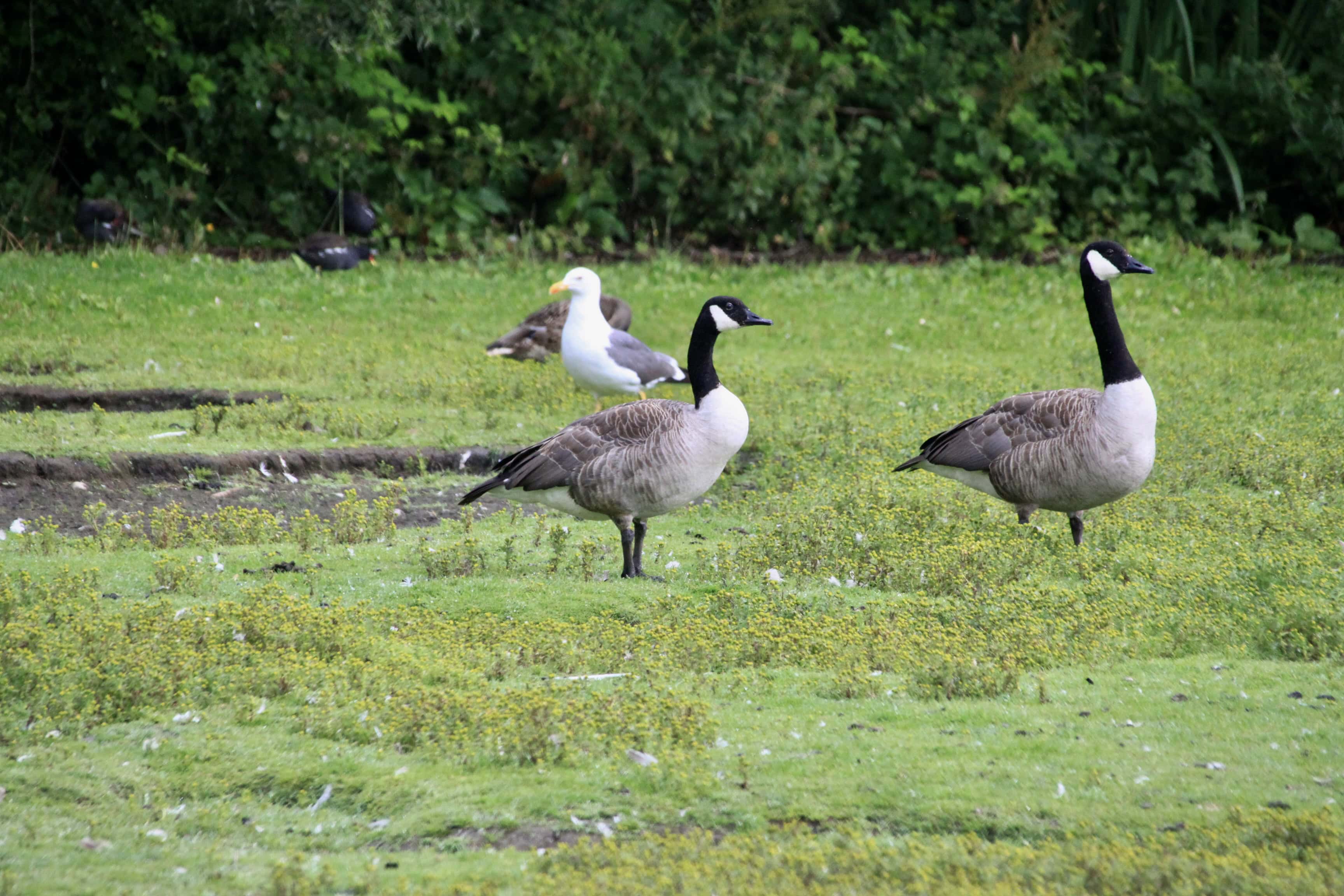 Canada Geese — Monday Portrait Sep 25