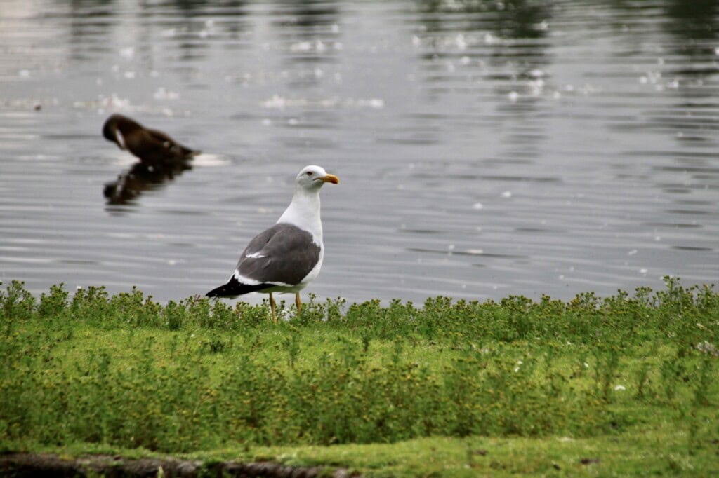 Seagull at Broadwood Loch