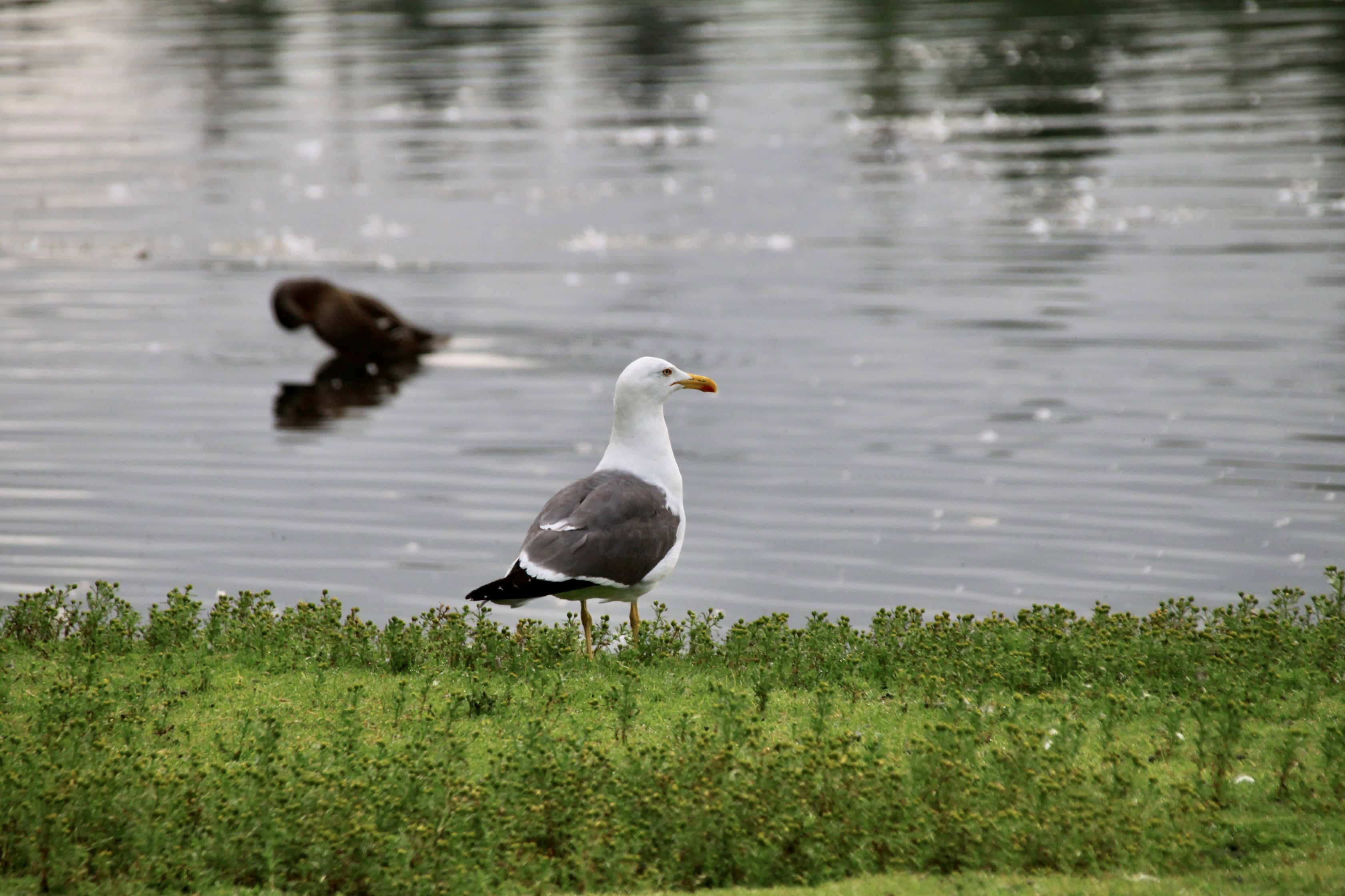 Seagull — Monday Portrait Oct 02
