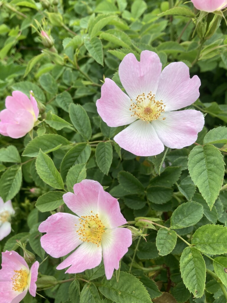 Wild Rose