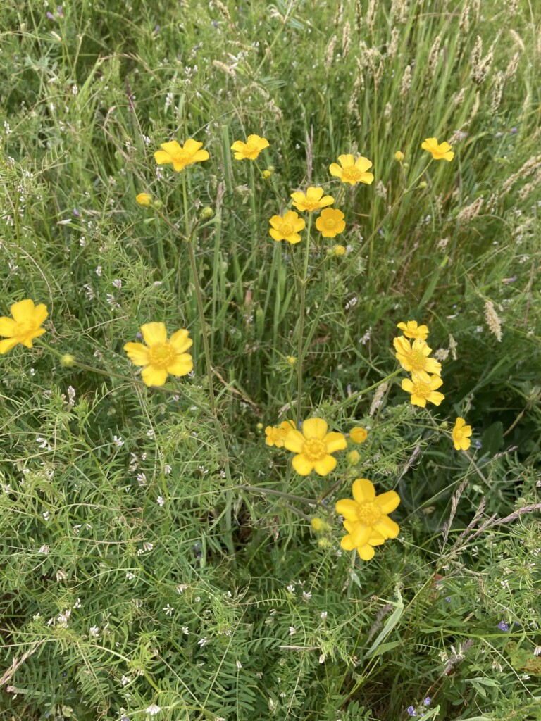 California Buttercup
