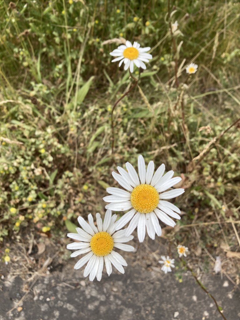 Oxeye Daisy