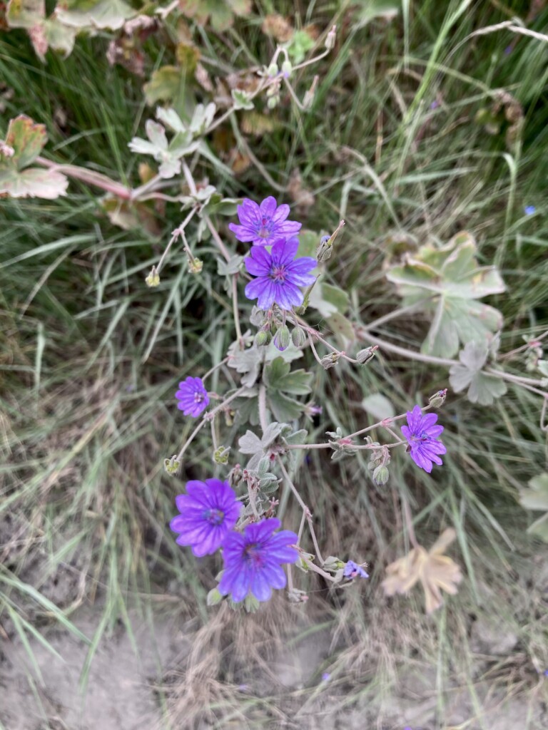 Geranium Pyrenaicum
