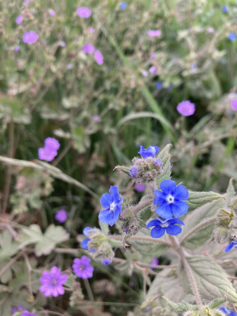 Green Alkanet