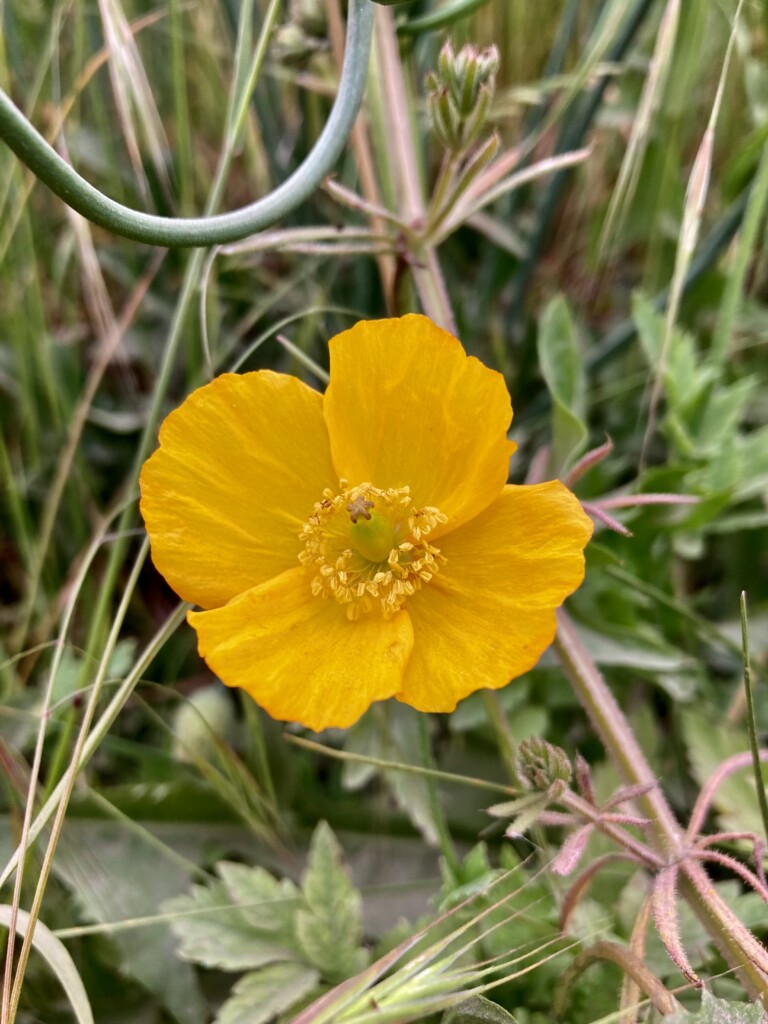 Poppy