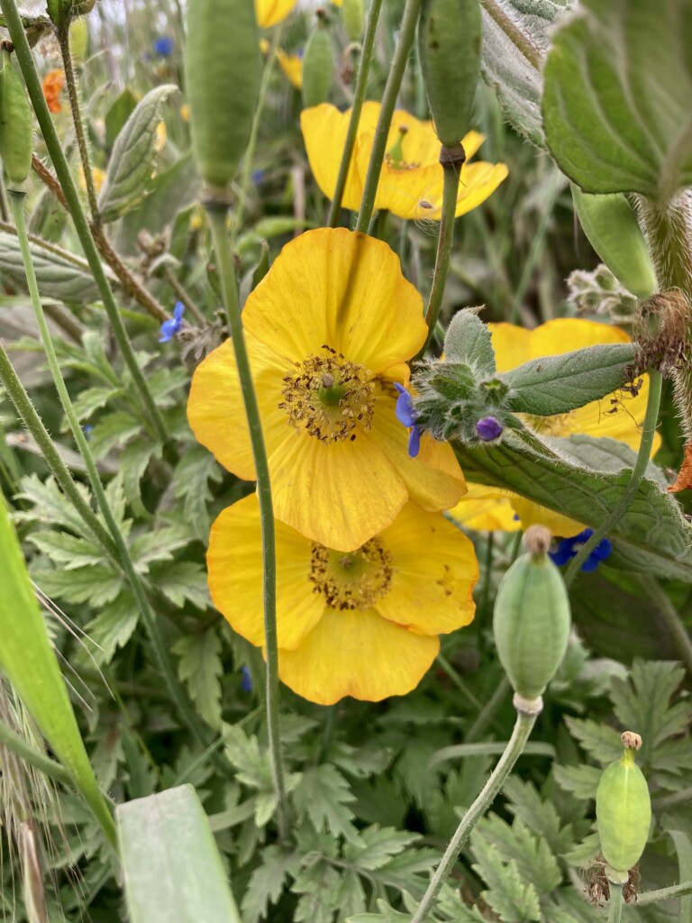 Poppy