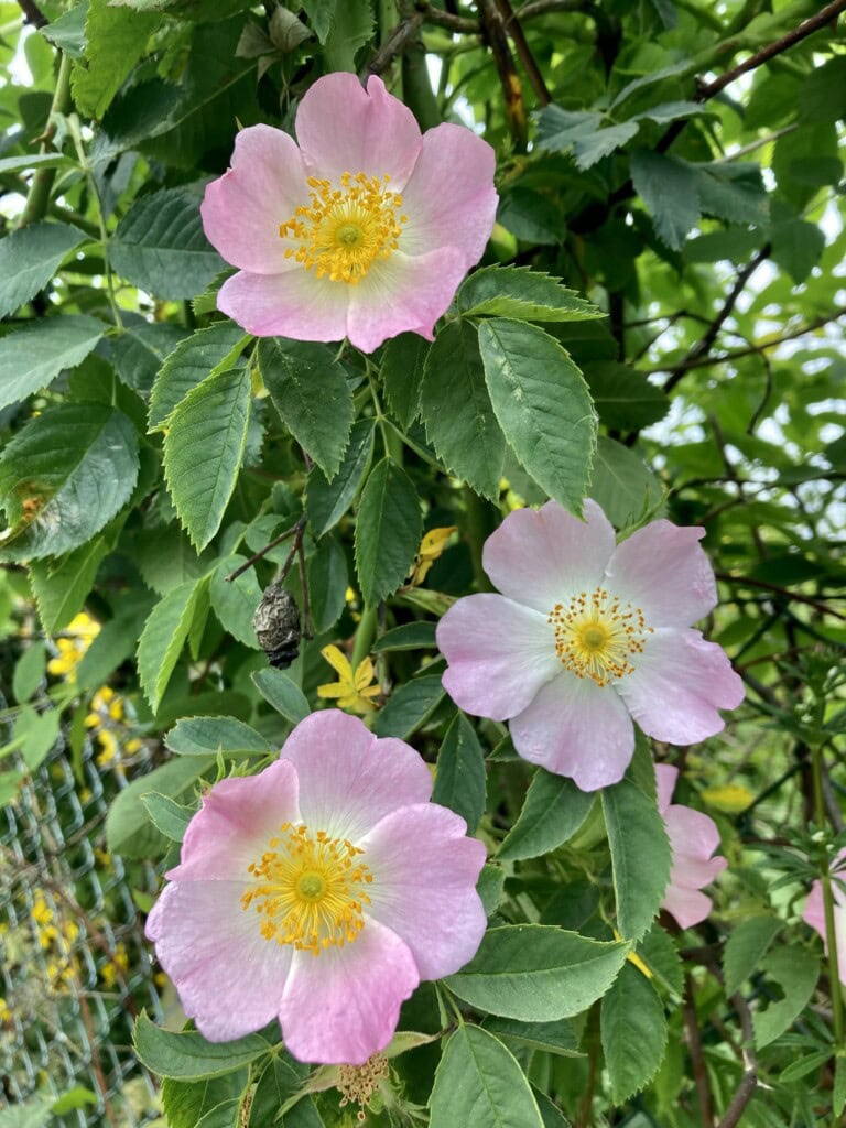 Wild Rose