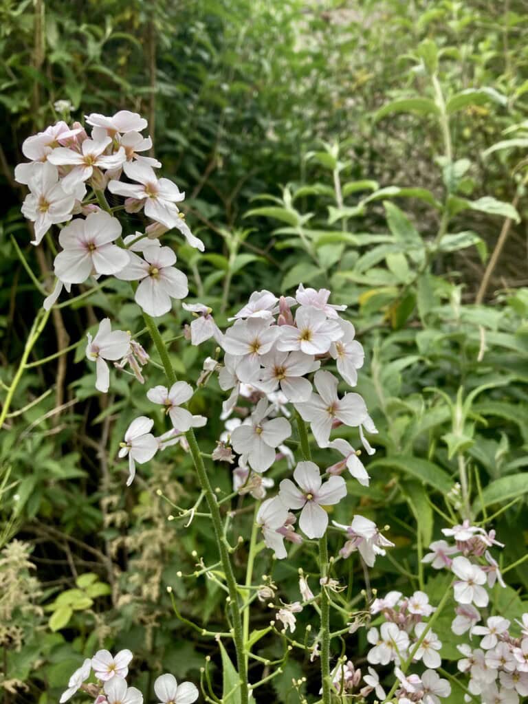 Dame's-violet