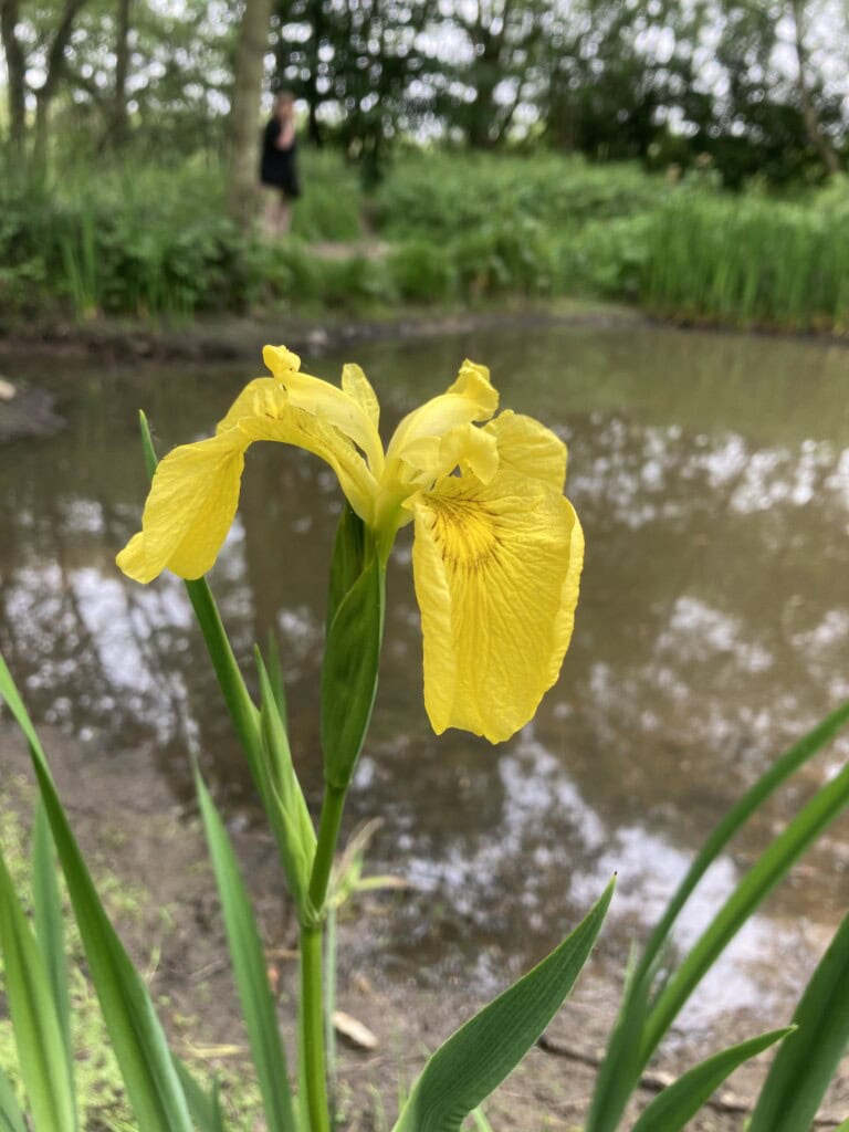 Yellow Flag