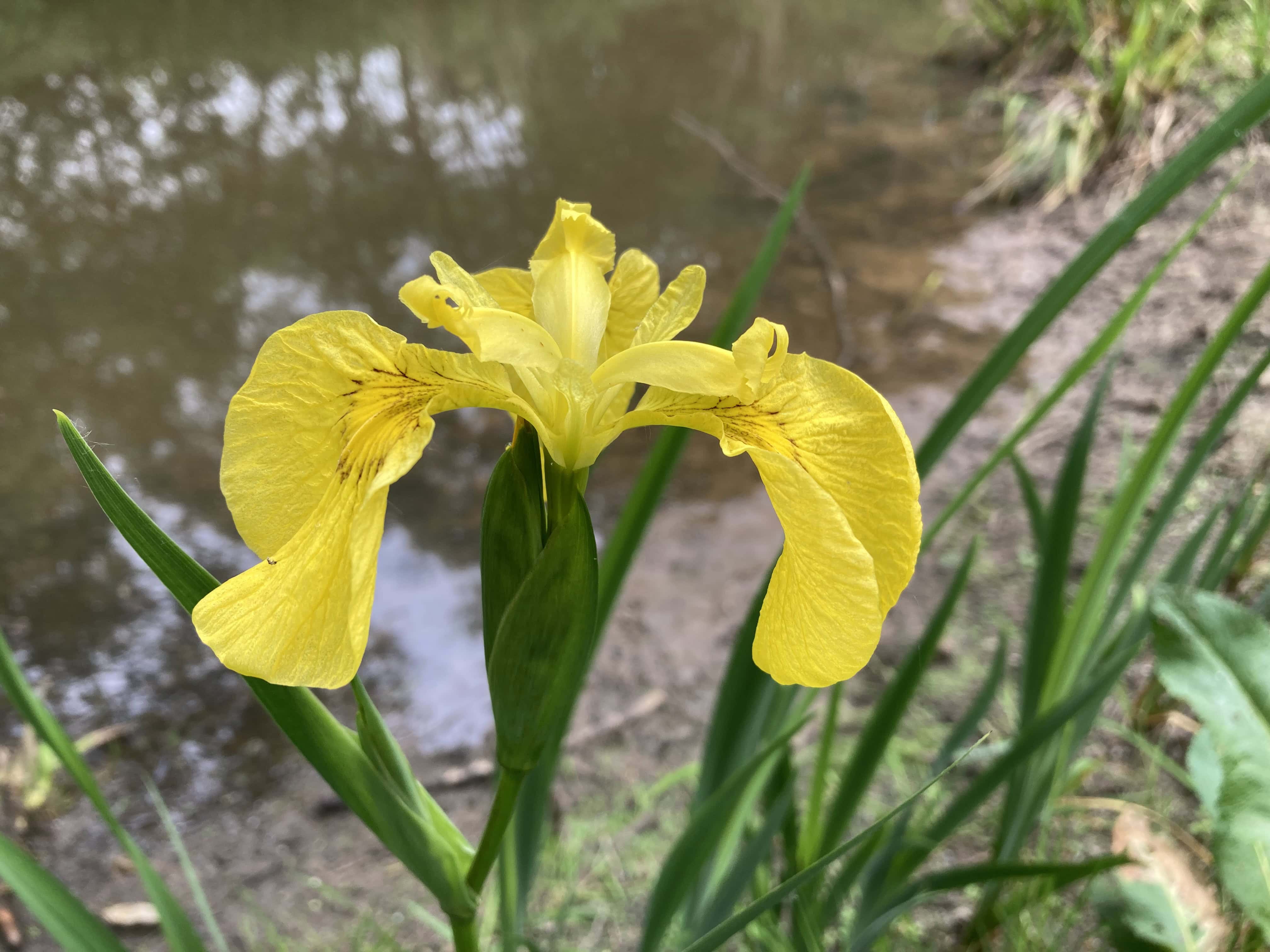 Yellow Iris — FOTD Oct 27