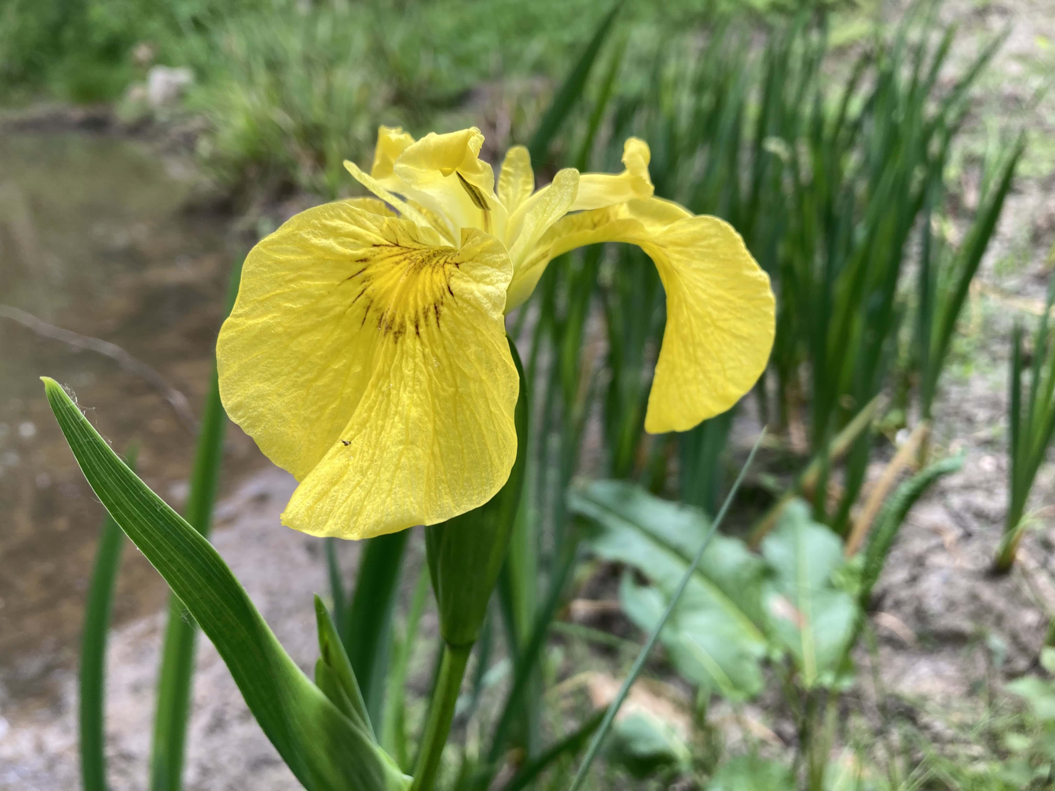 Yellow Iris — FOTD Oct 30