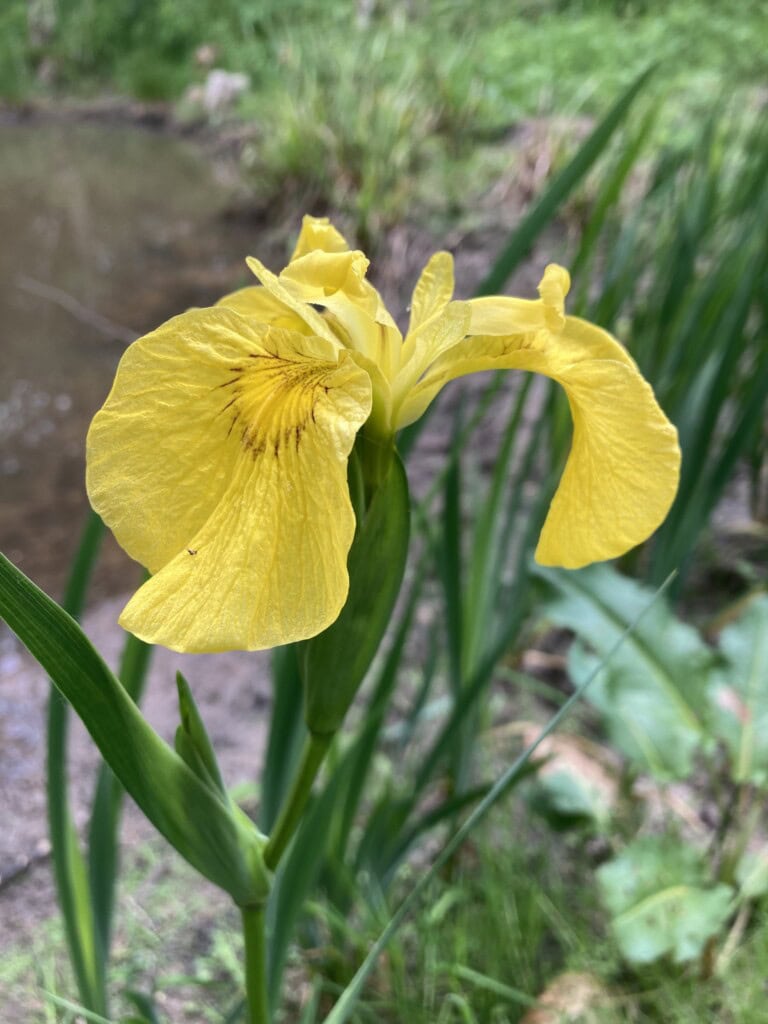 Yellow Flag