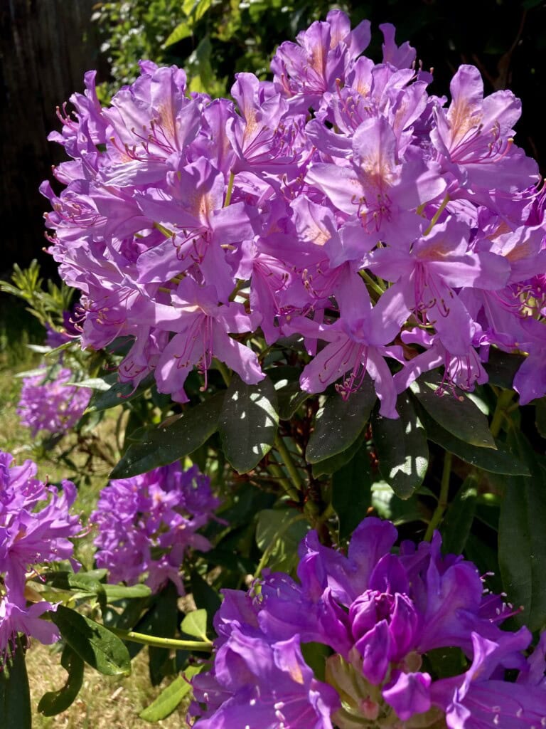 Rhododendron