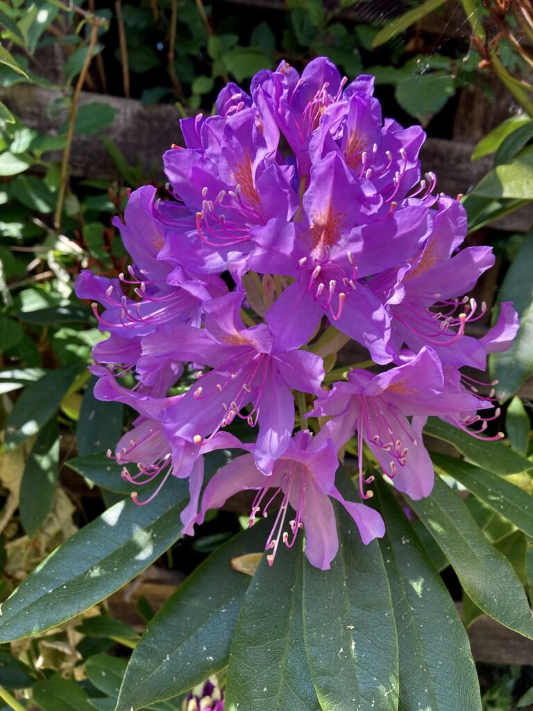 Rhododendron