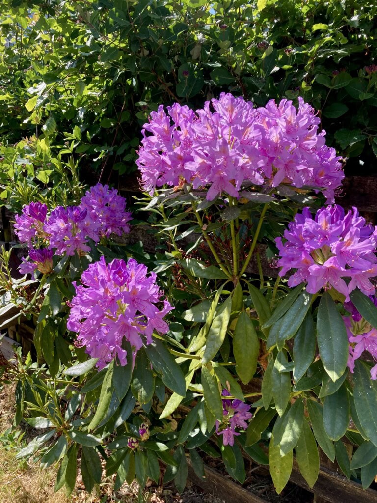 Rhododendron