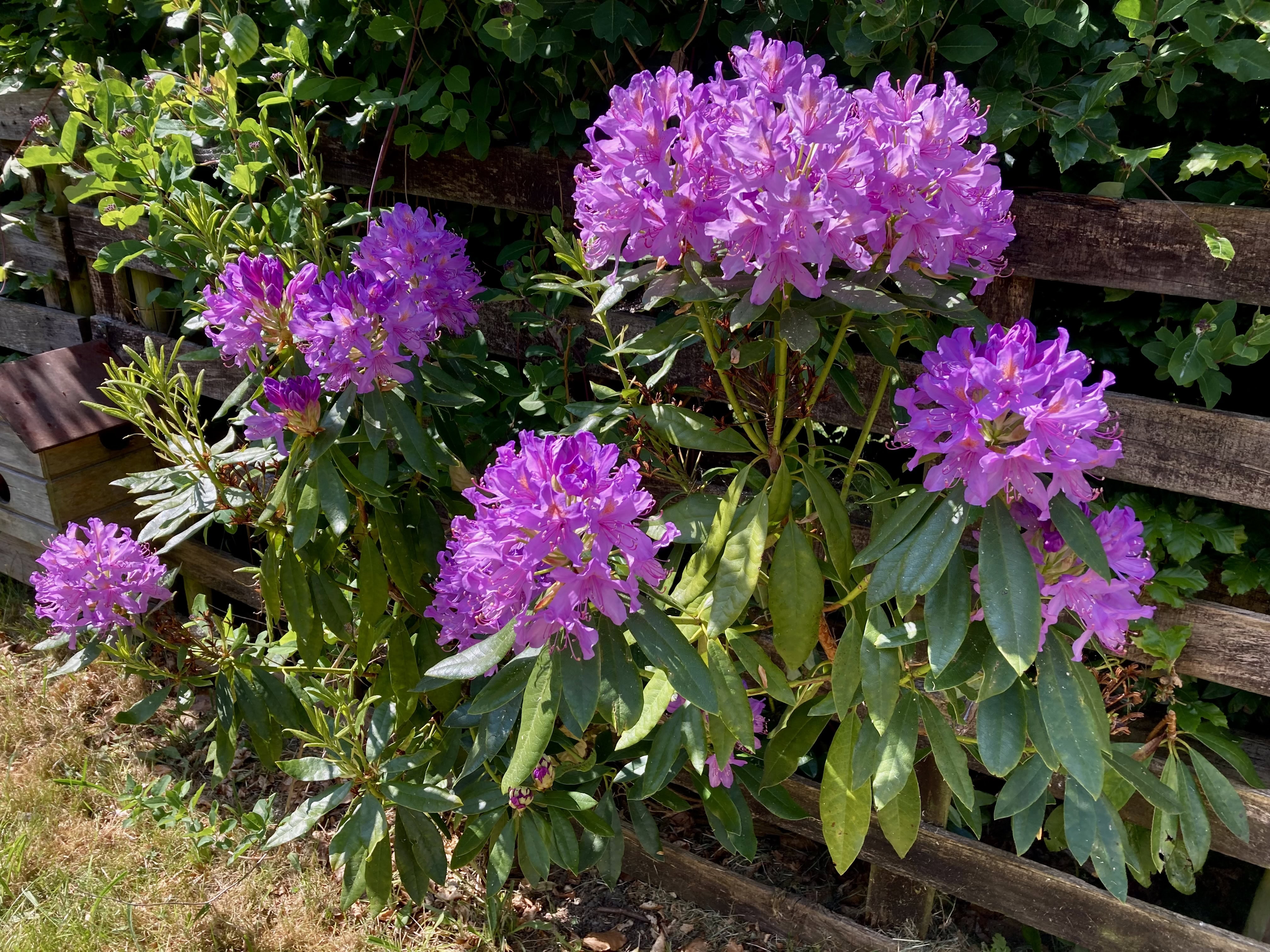 Rhododendron — FOTD Nov 06