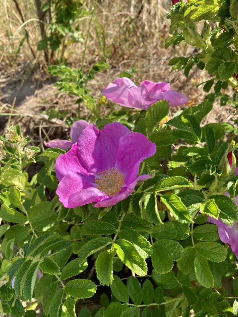 Wild rose