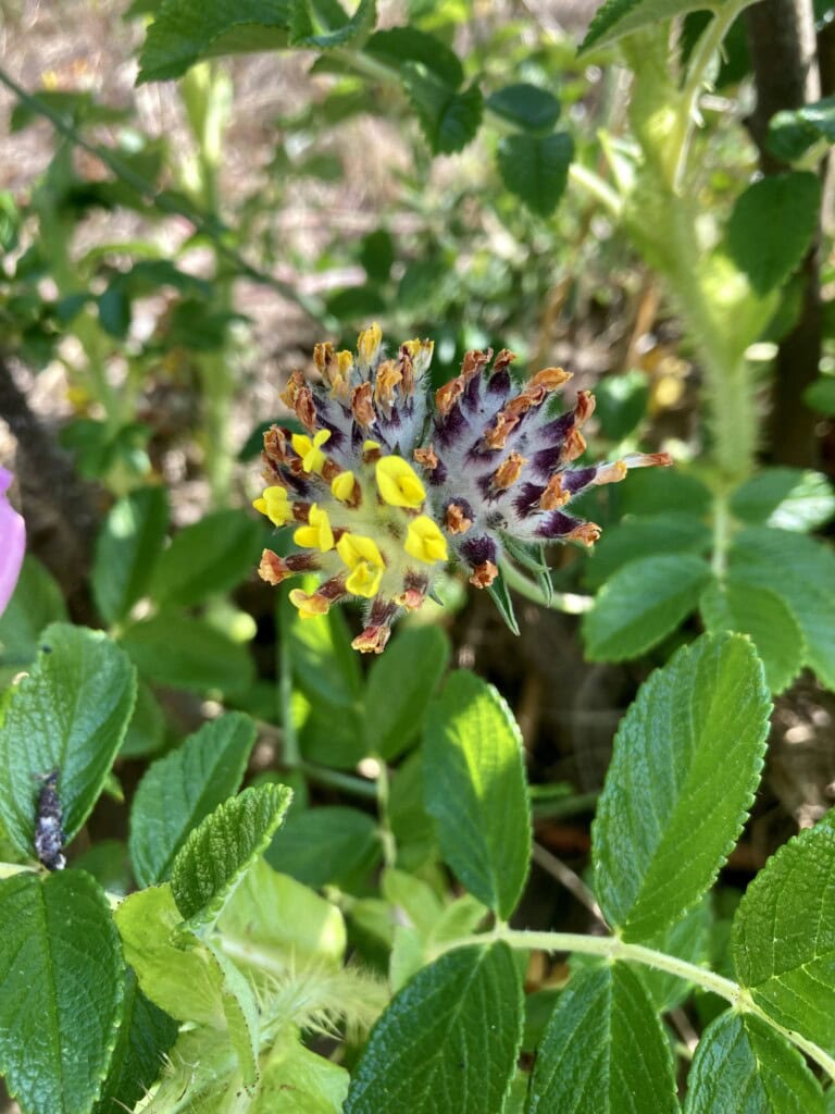 Common Kidneyvetch