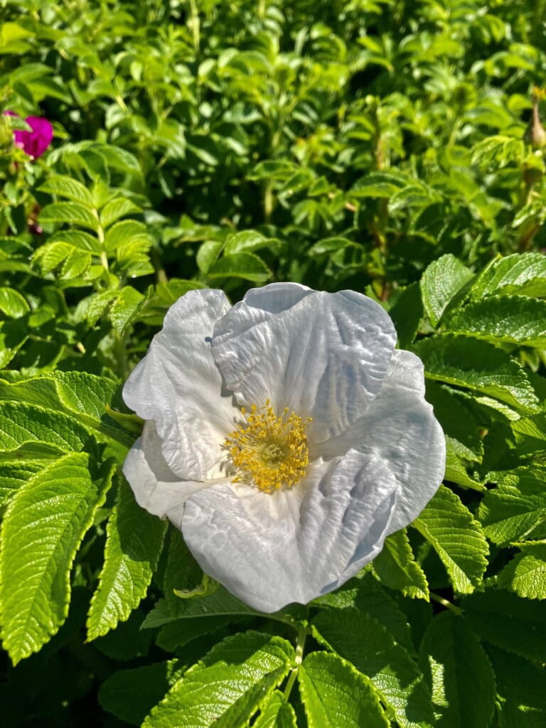 Rugosa Rose
