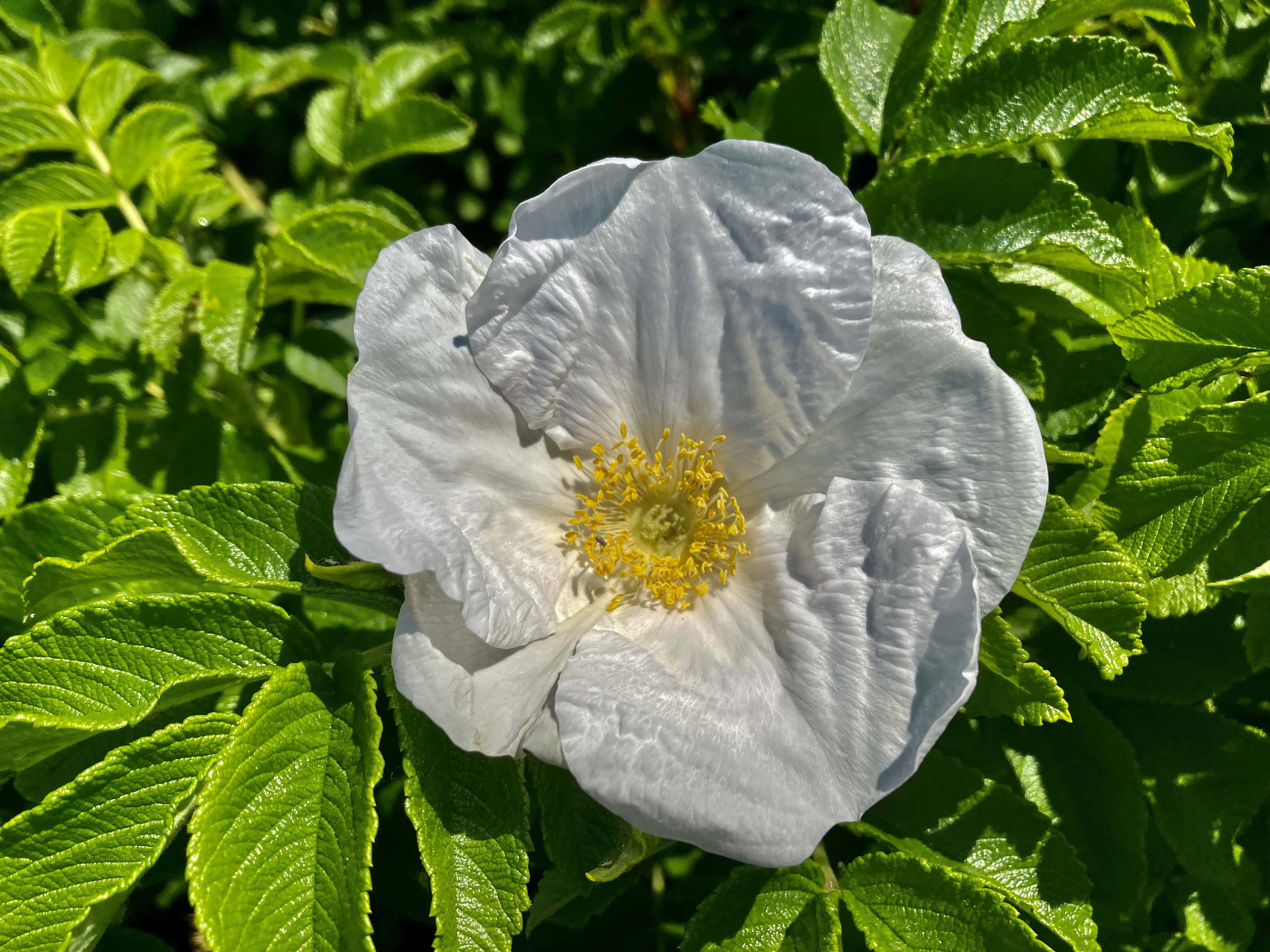 Rugosa Rose — FOTD Nov 10