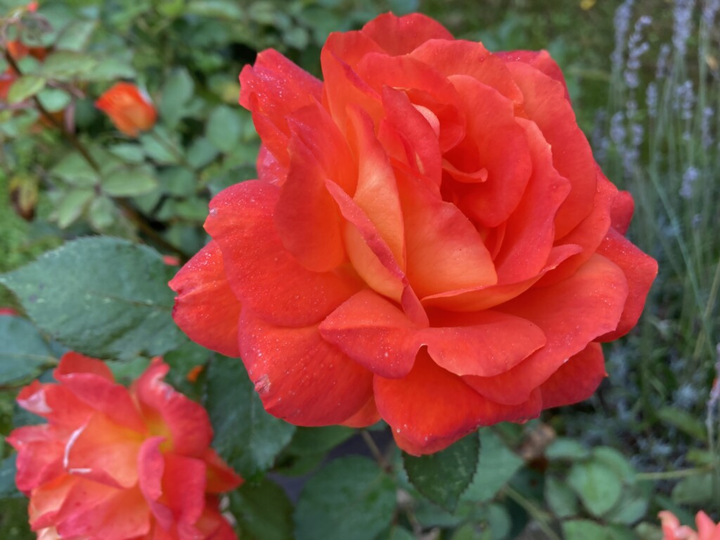 Roses
