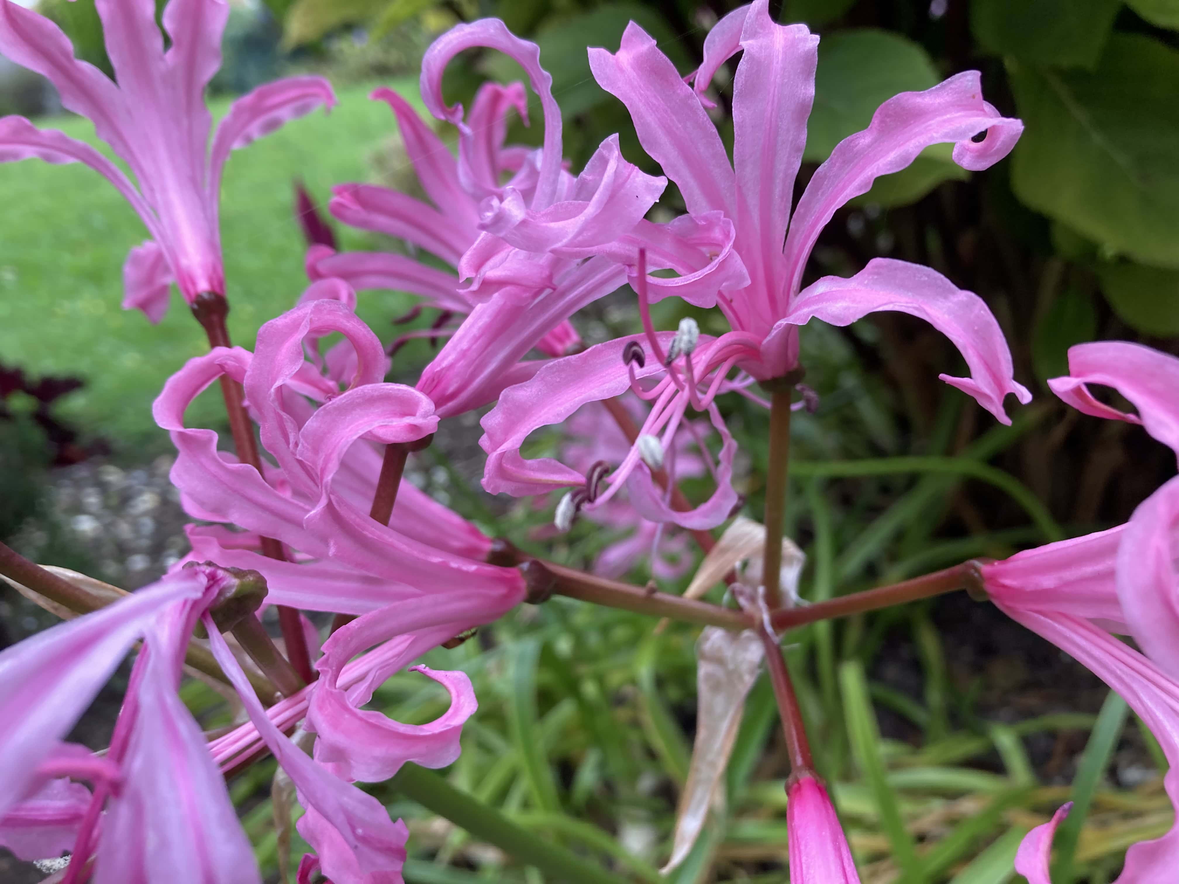 Flowers In My Parents Garden — Fan Of… #225