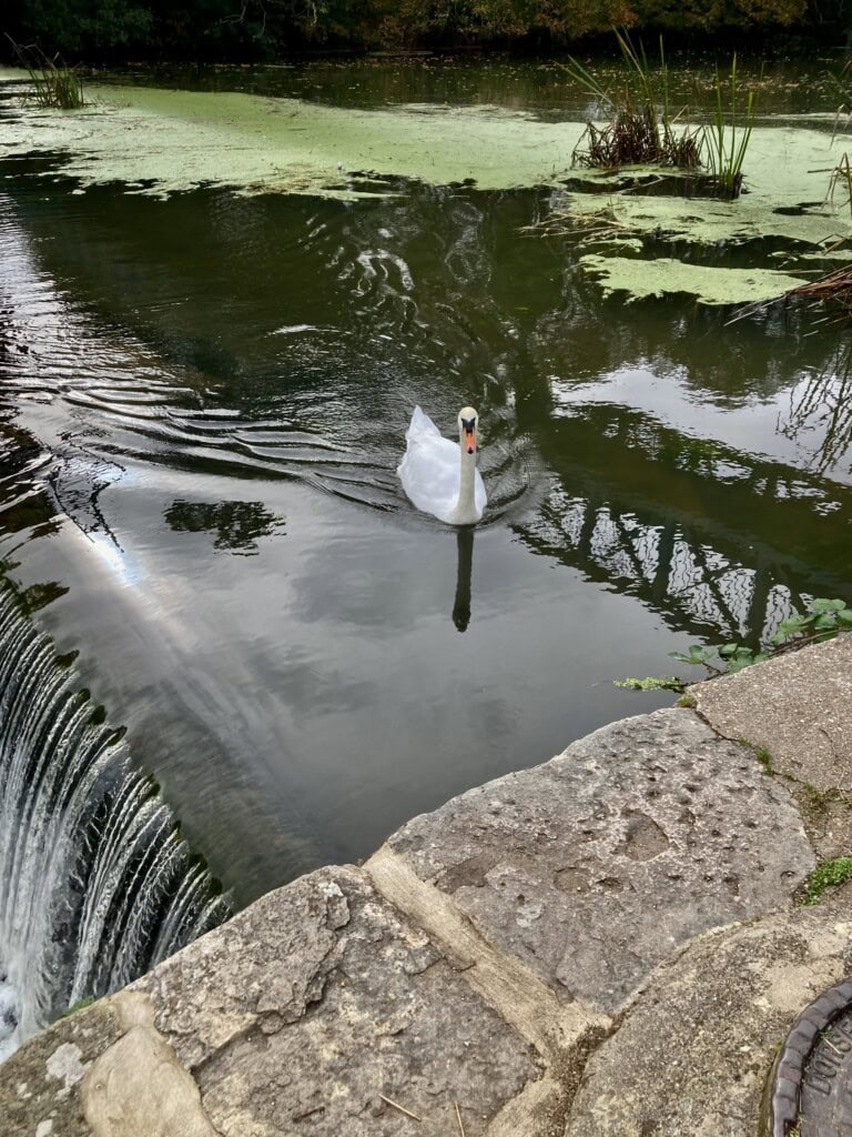 Swan on the River Stour