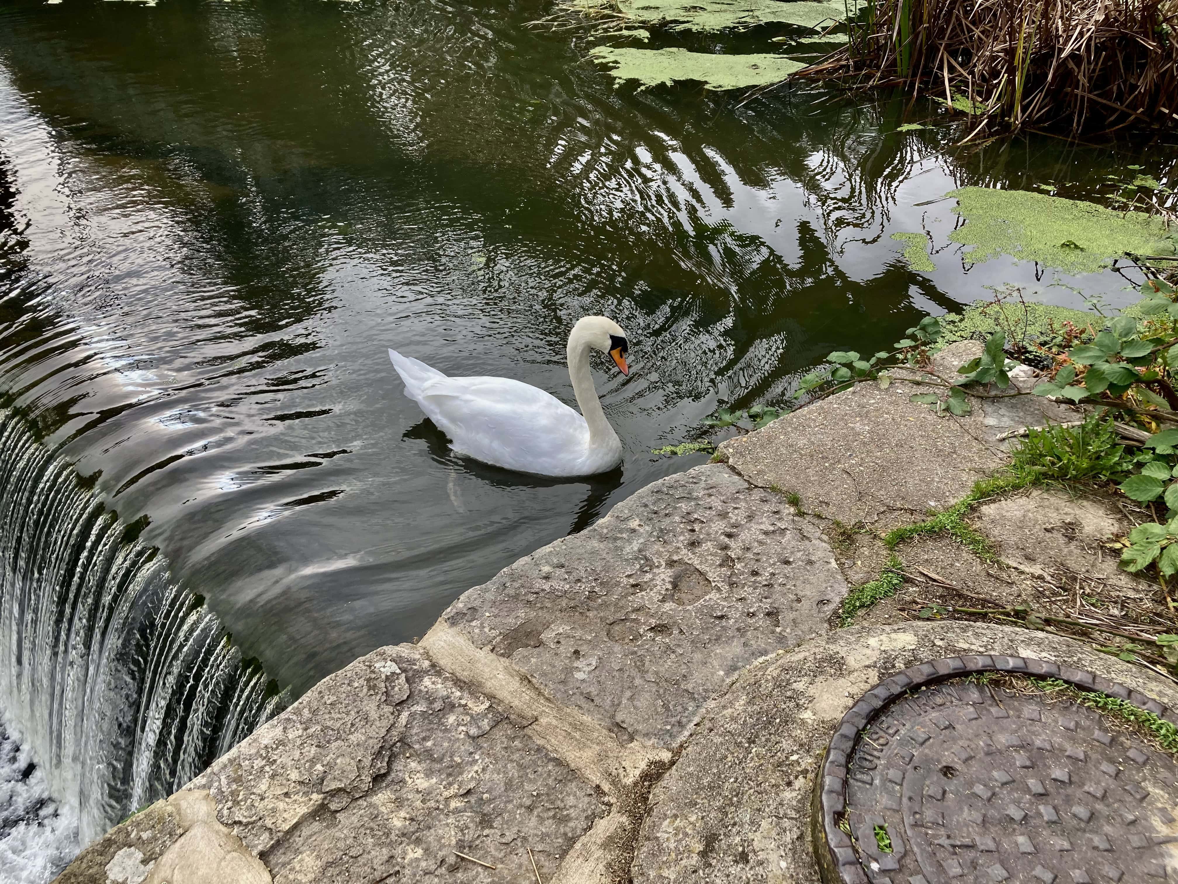 Swan on the Stour — Water Water Everywhere #196