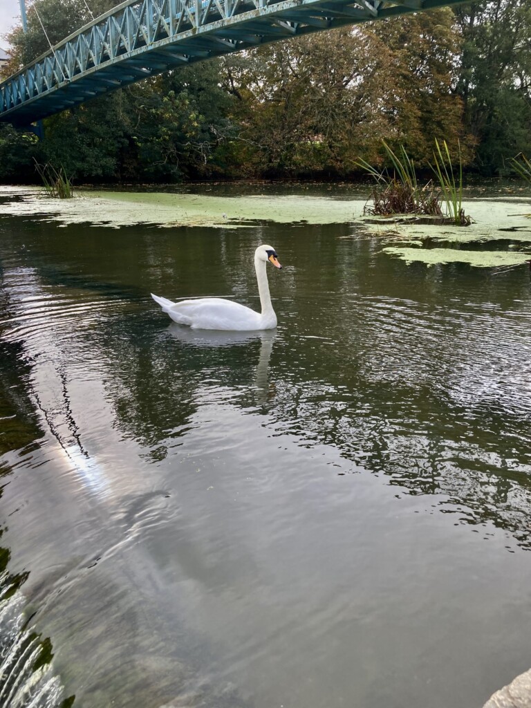 Swan on the River Stour