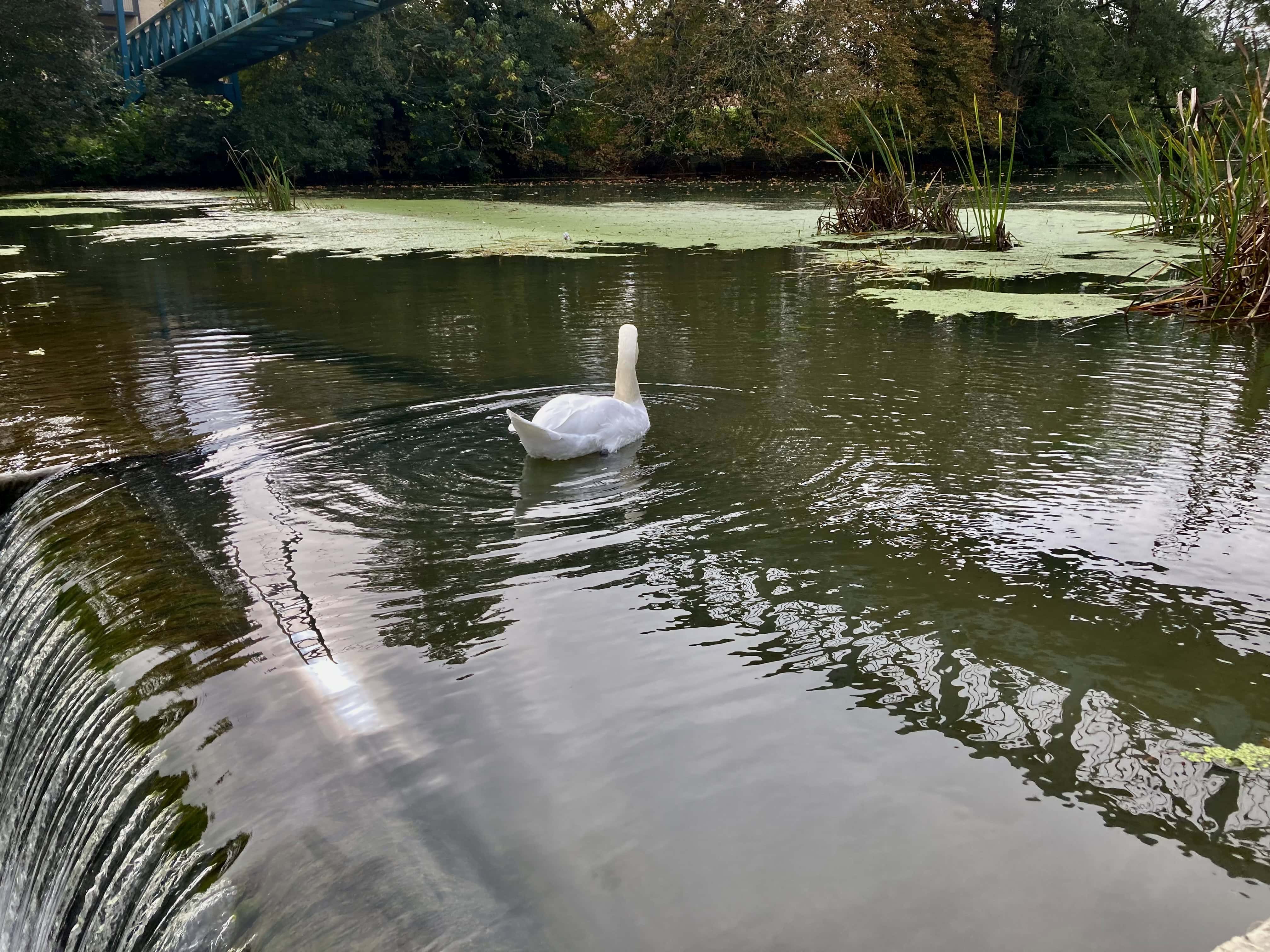 Swan on the Stour — Water Water Everywhere #197