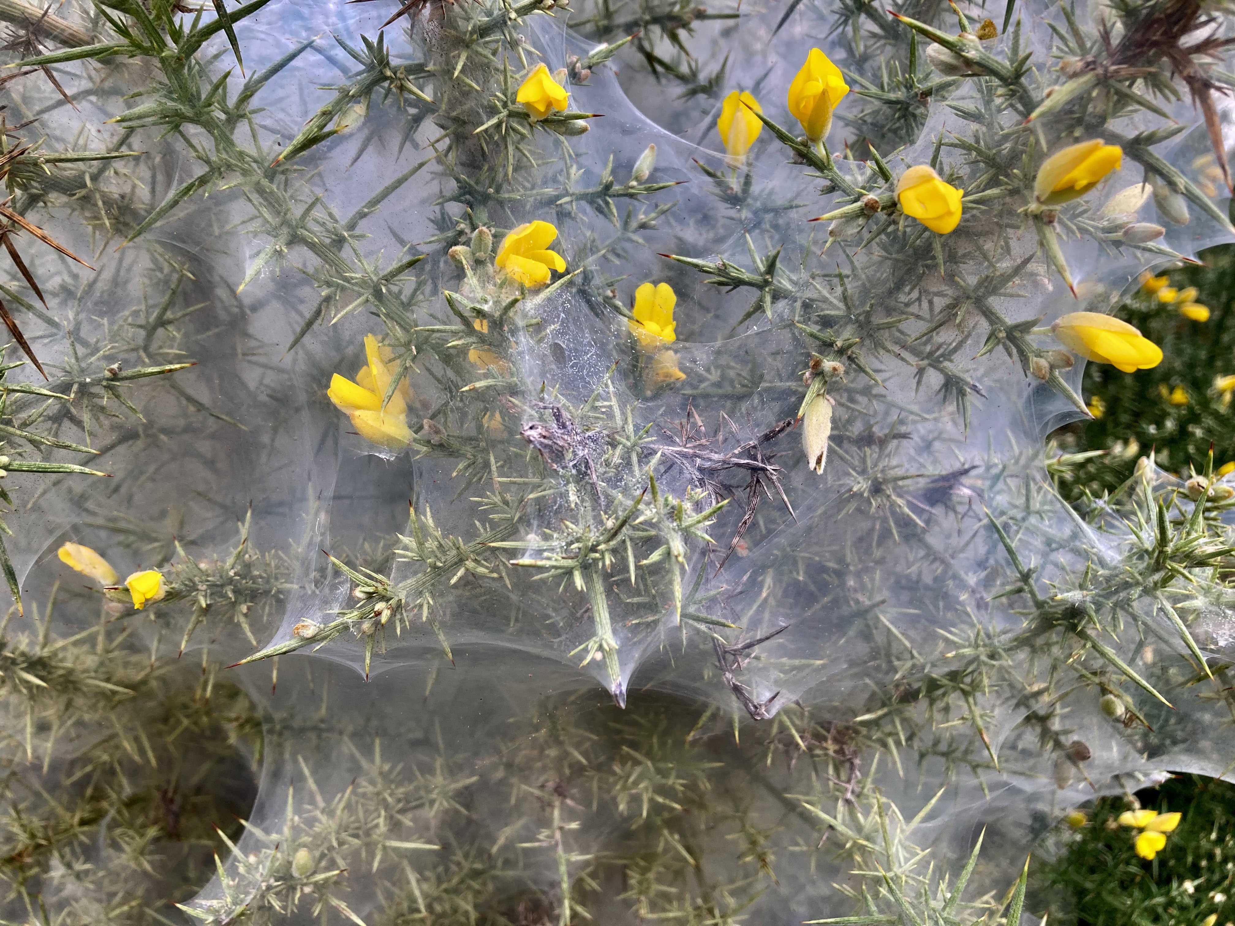Gorse Bush Naturally Ready For Halloween