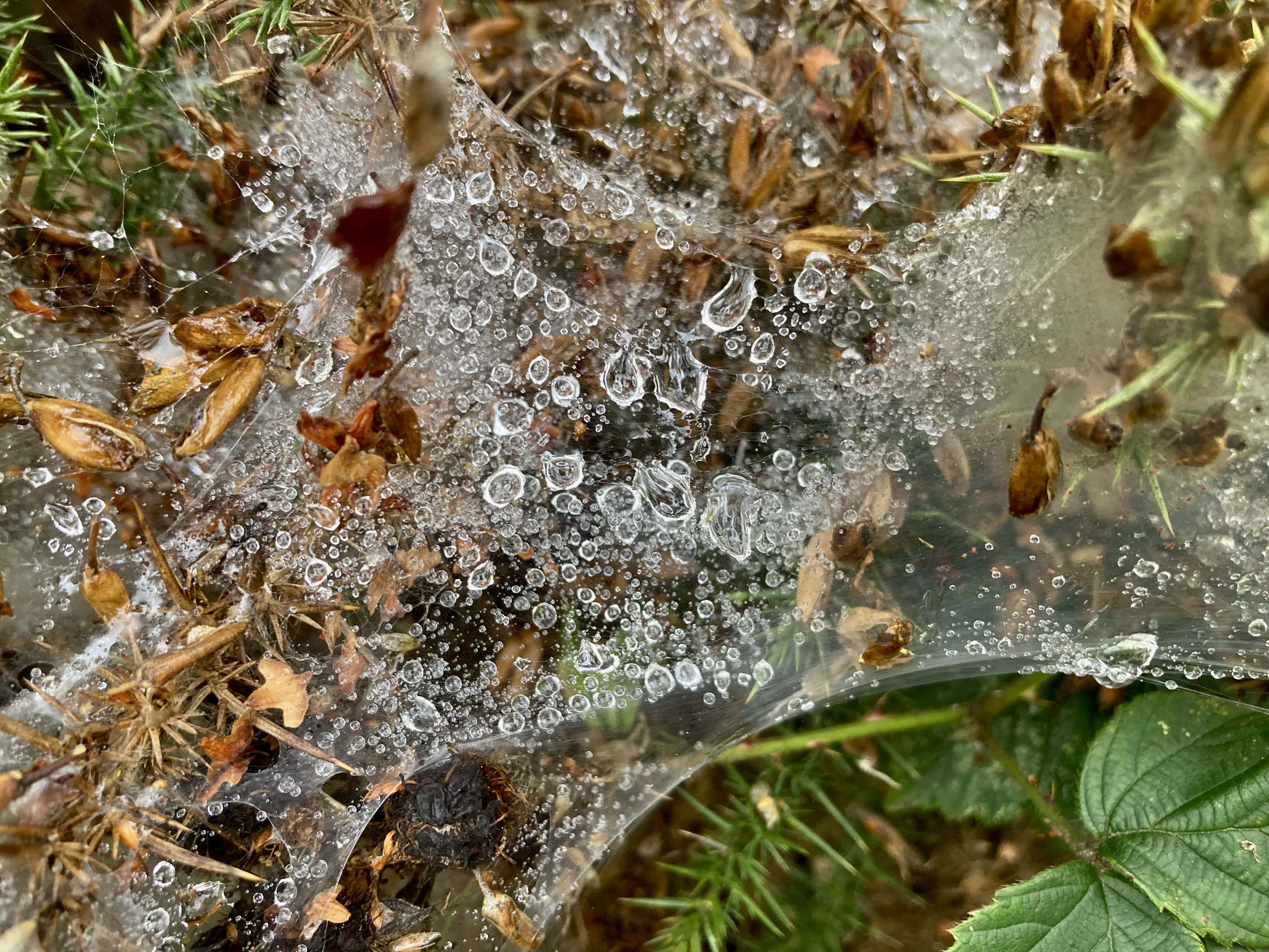Raindrops on Spider’s Webs — Macro Monday Oct 30