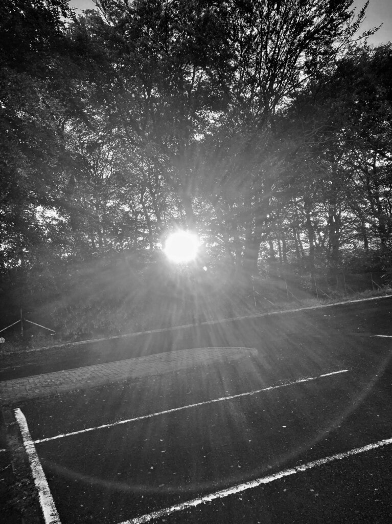 Sun through the trees