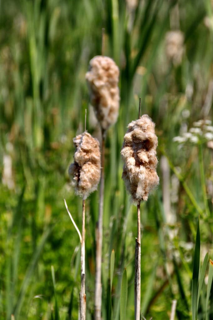 Bulrushes