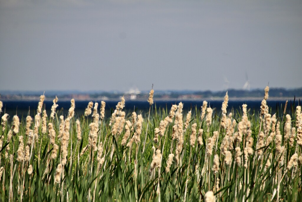 Bulrushes