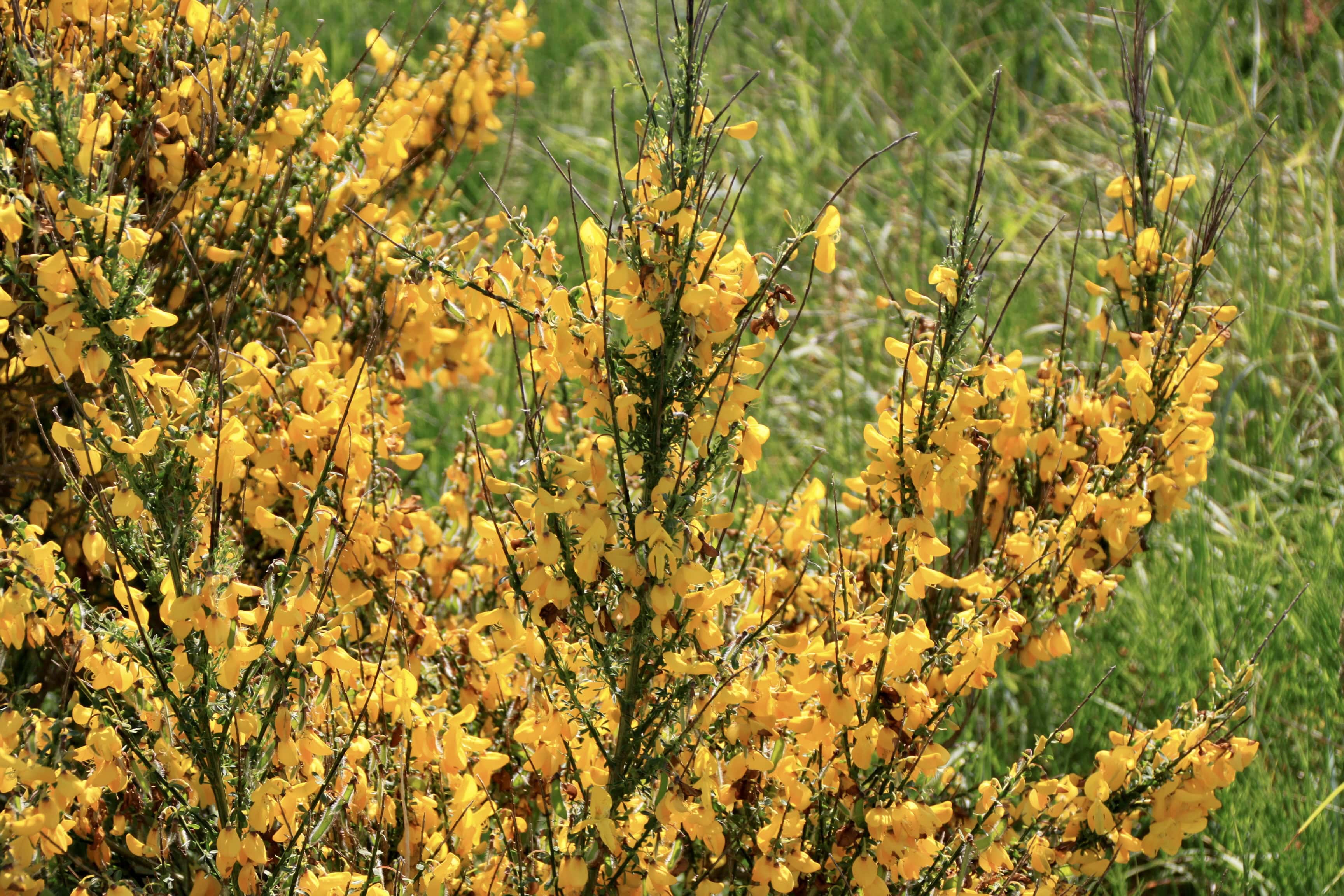 Scotch Broom — FOTD Nov 03