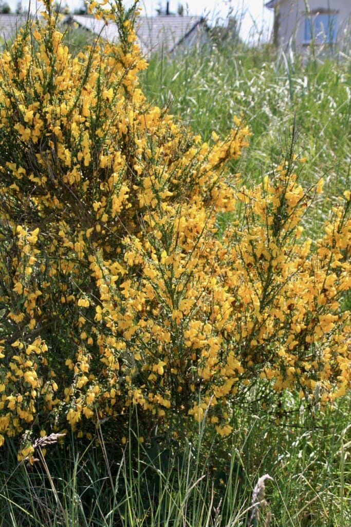 Scotch Broom
