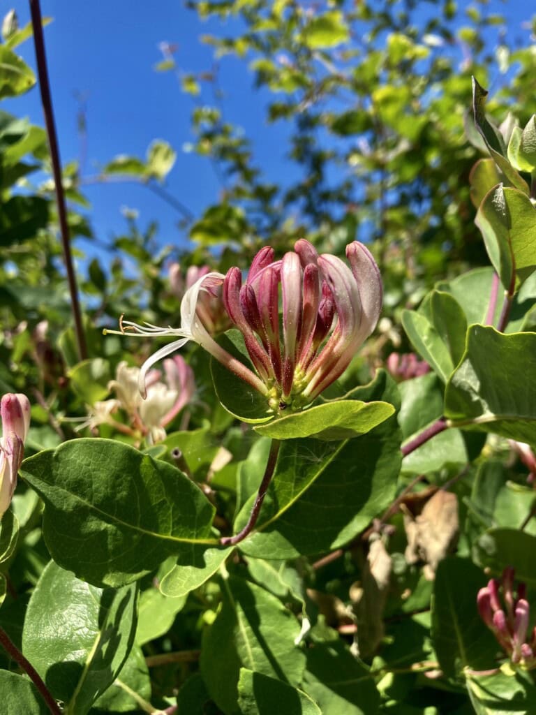 Honeysuckle
