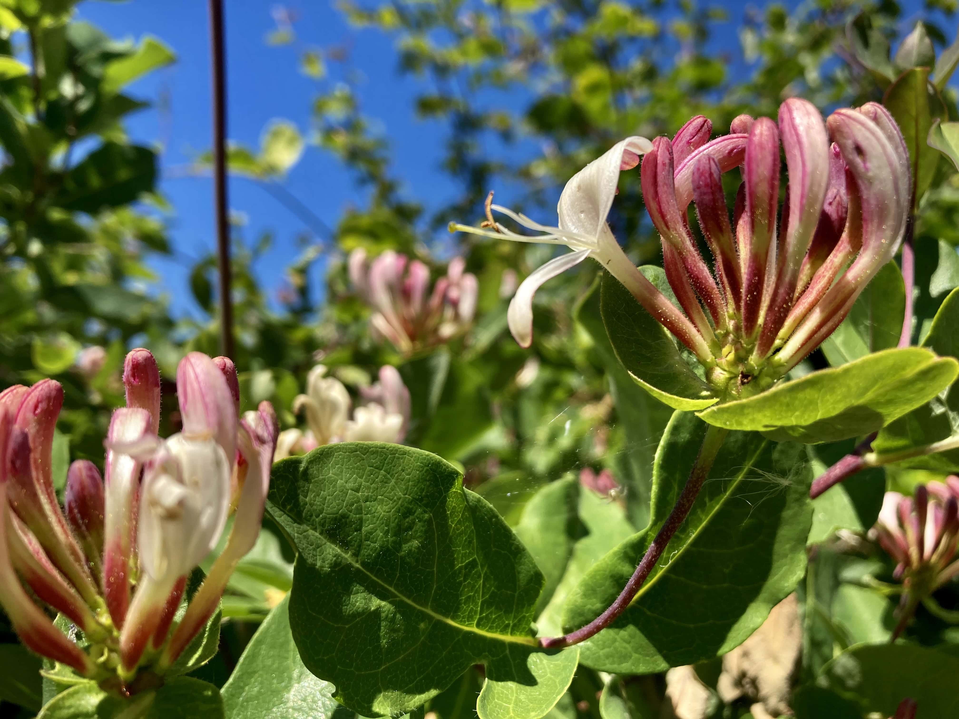 Honeysuckle — FOTD Nov 28