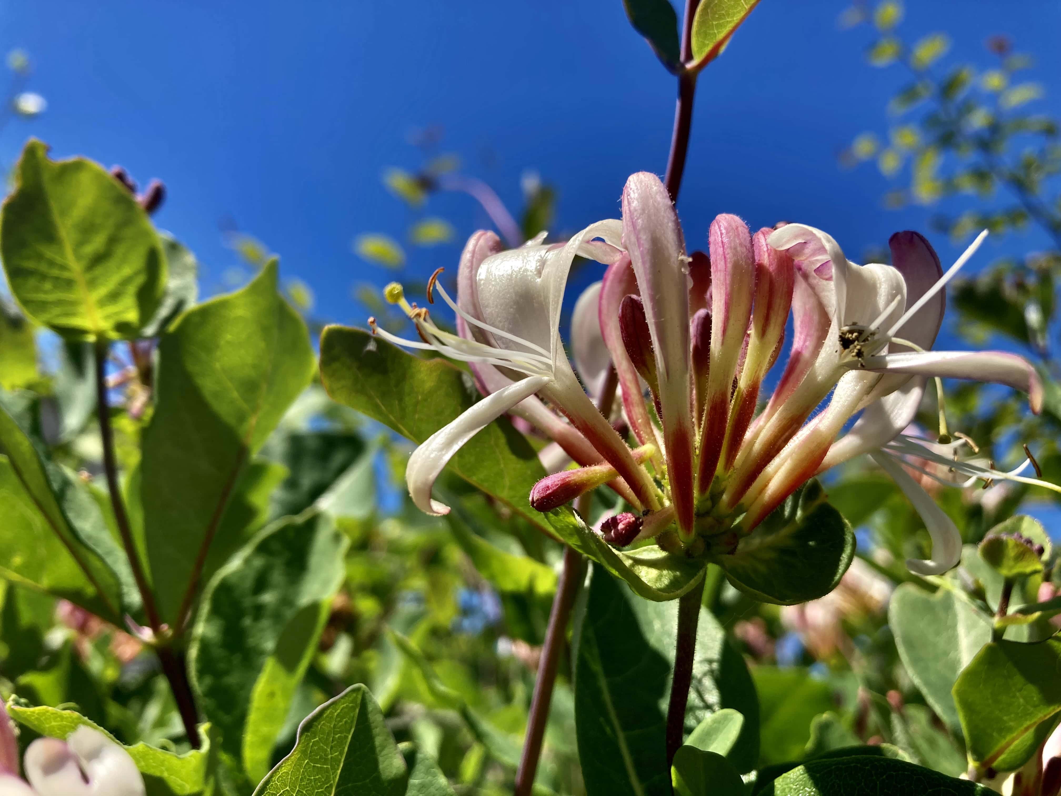 Honeysuckle — FOTD Nov 27