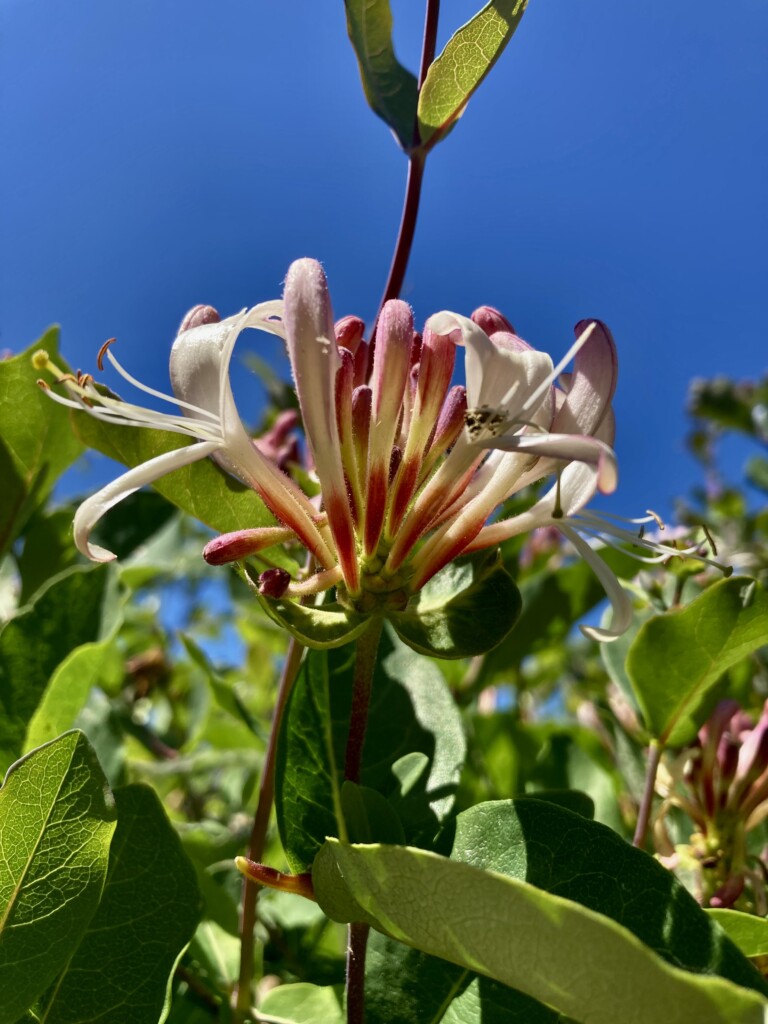 Honeysuckle