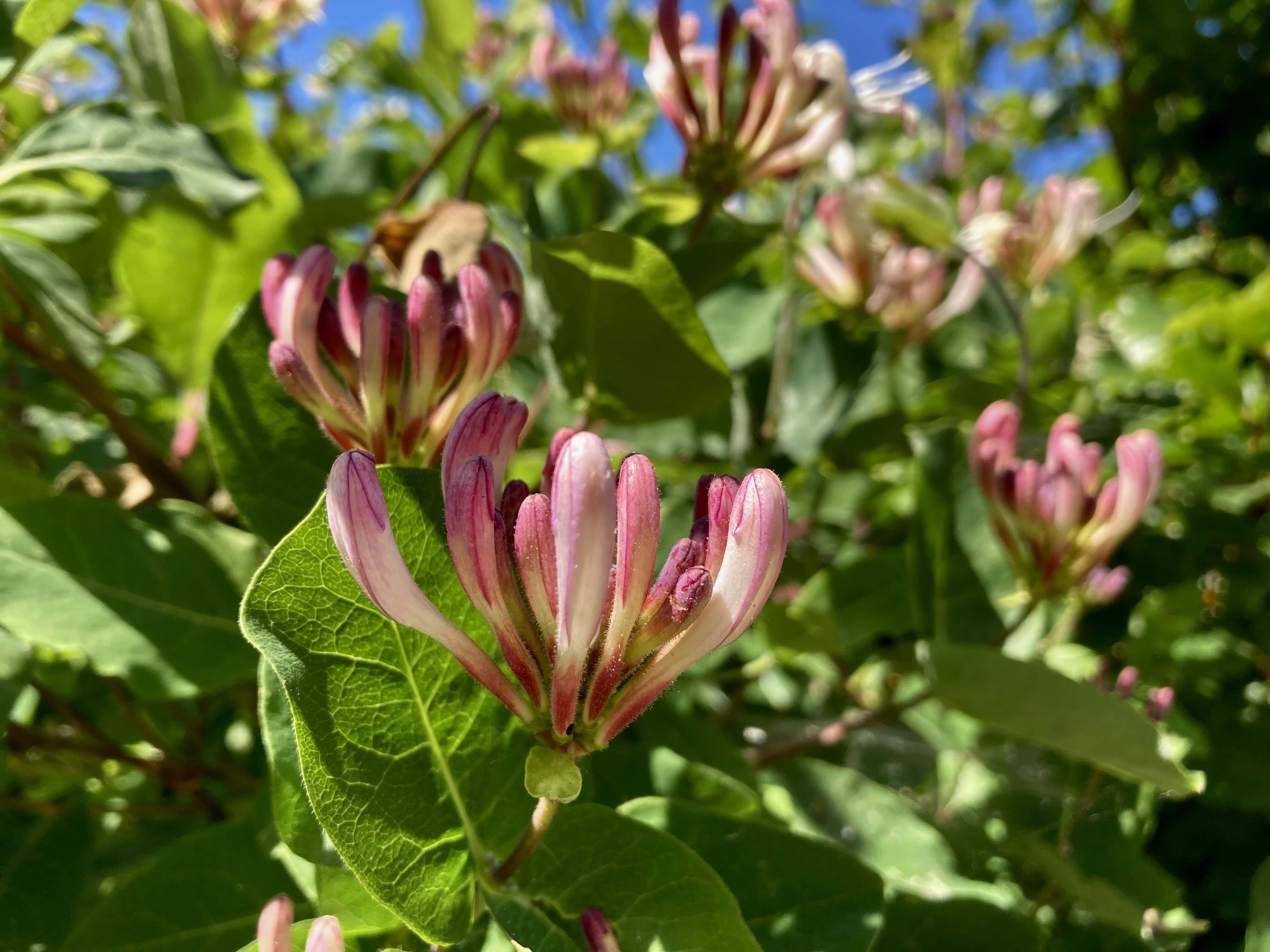 Honeysuckle — FOTD Nov 29
