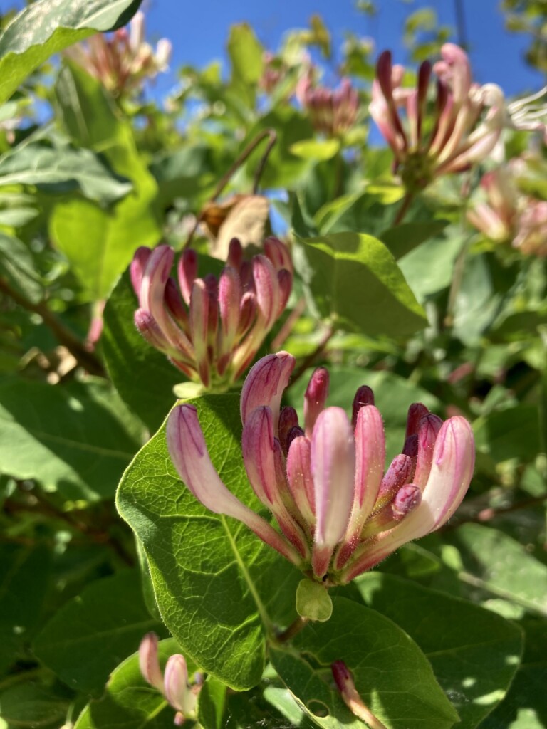 Honeysuckle