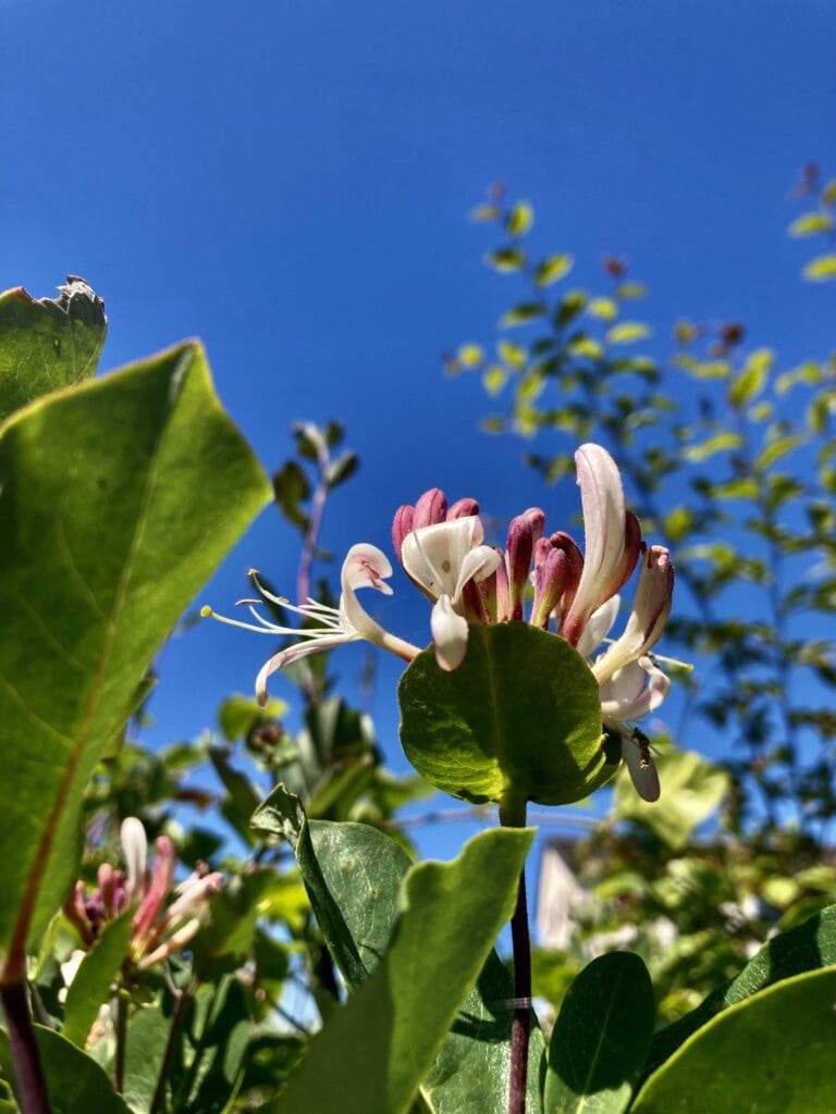 Honeysuckle