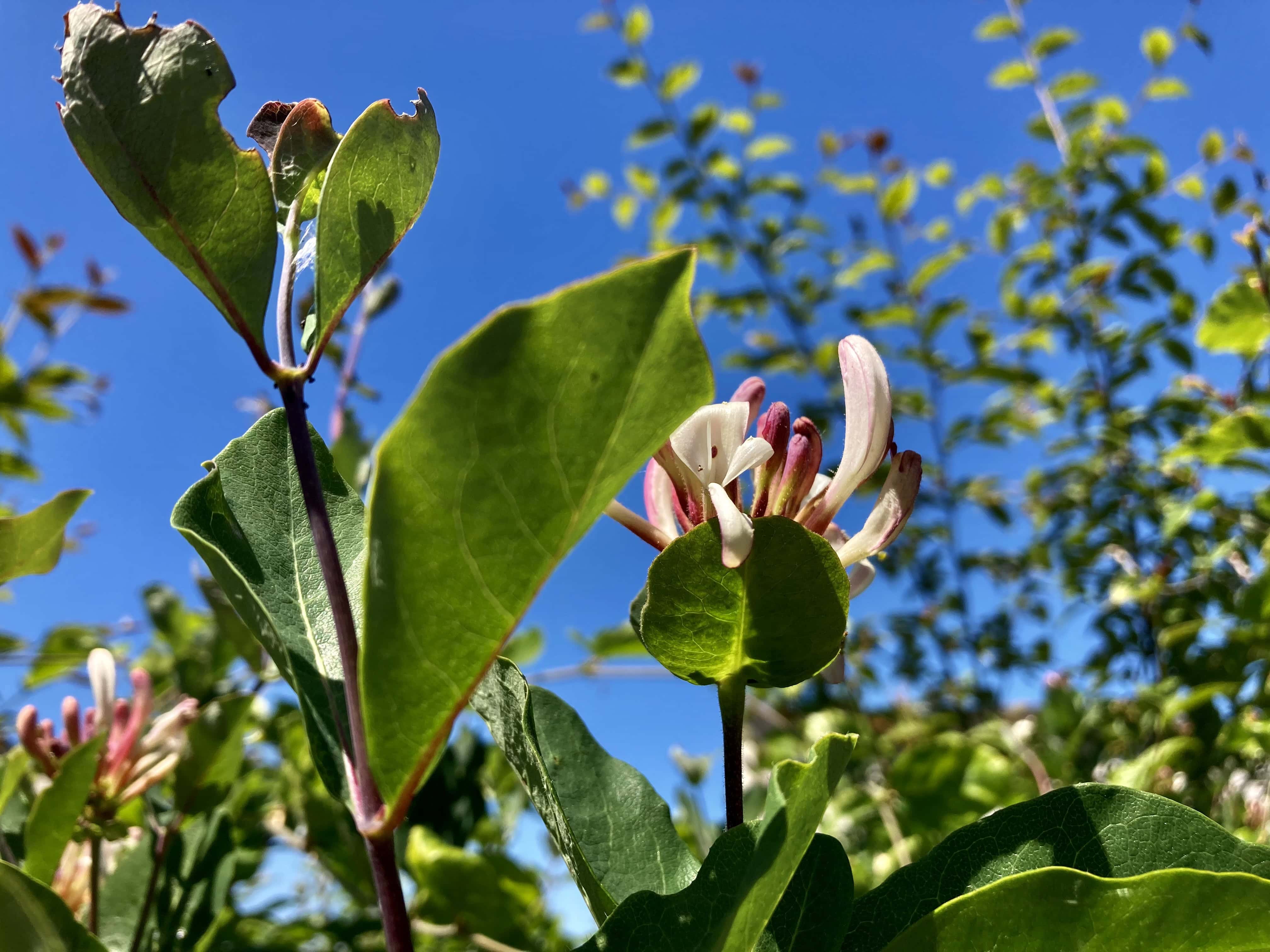 Honeysuckle — FOTD Nov 26