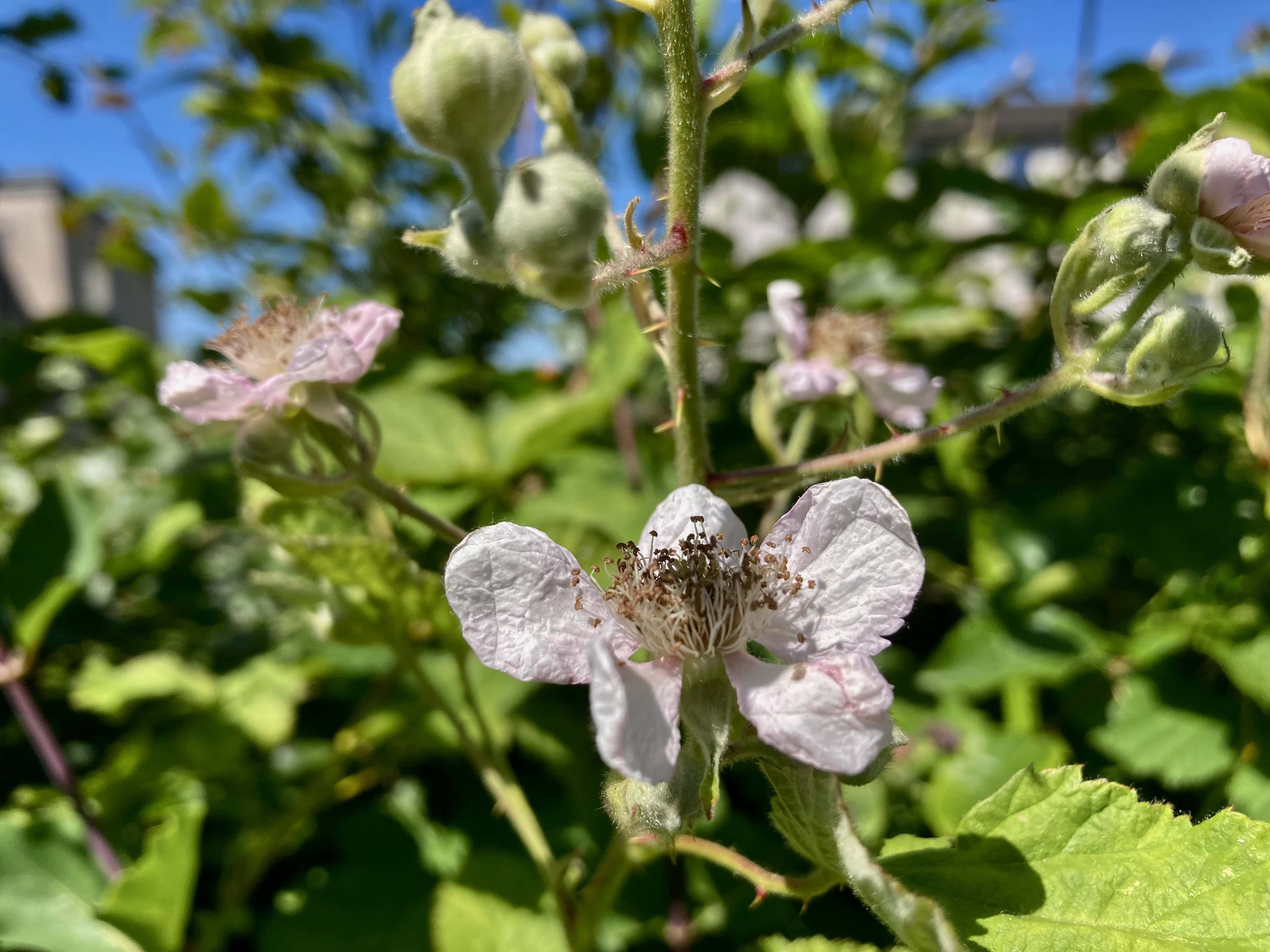 Bramble Blossom — FOTD Dec 01