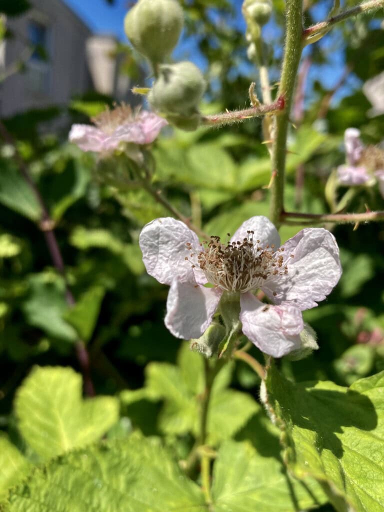Bramble blossom