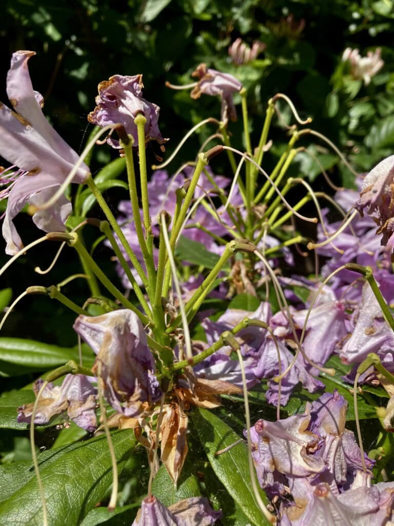 Rhodie skeletons