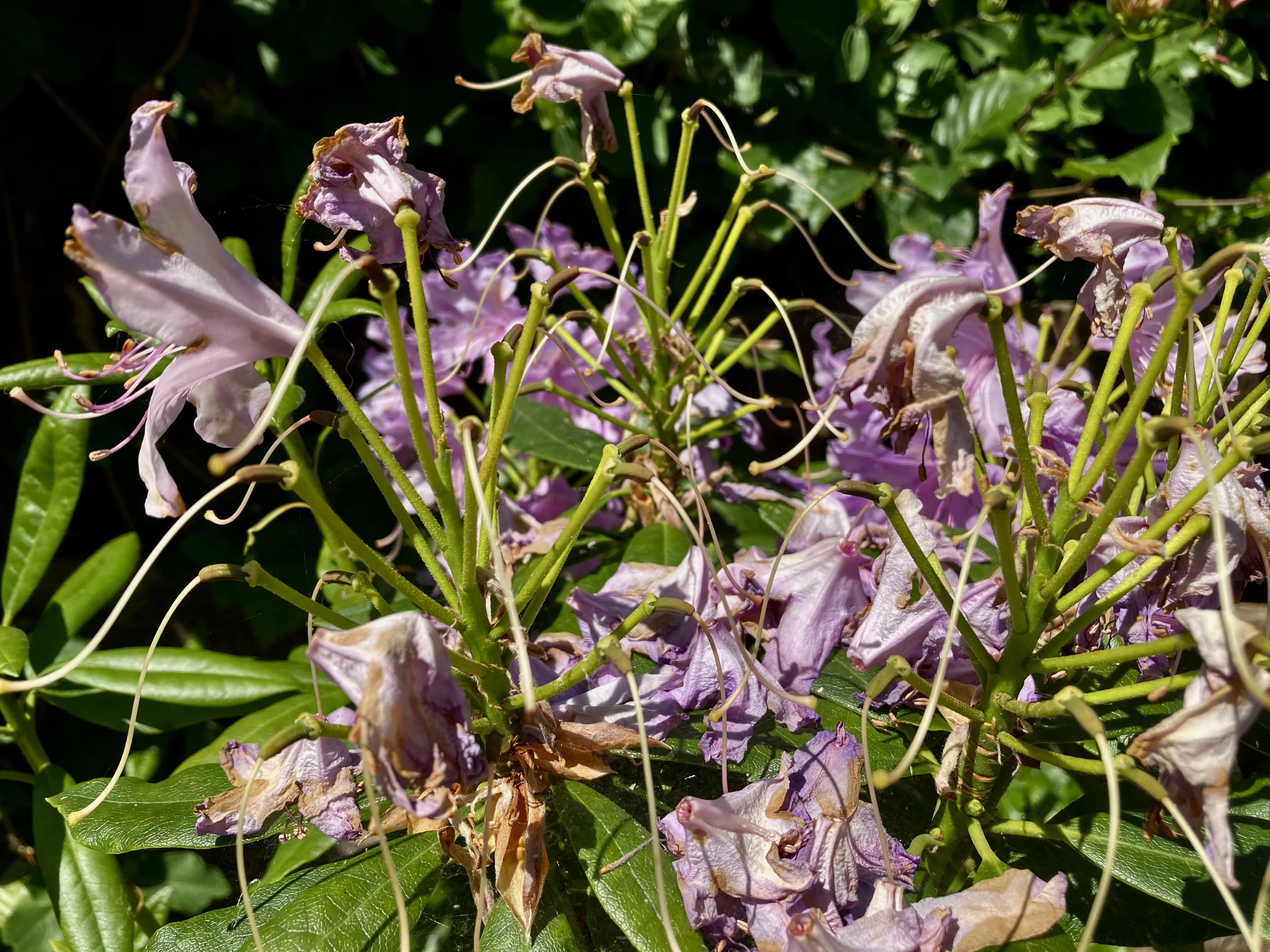 Rhododendron Skeletons — FOTD Nov 25