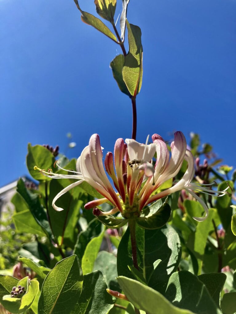 Honeysuckle